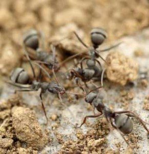 ants