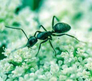 black ants